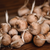 Crocus-sativus[1].small